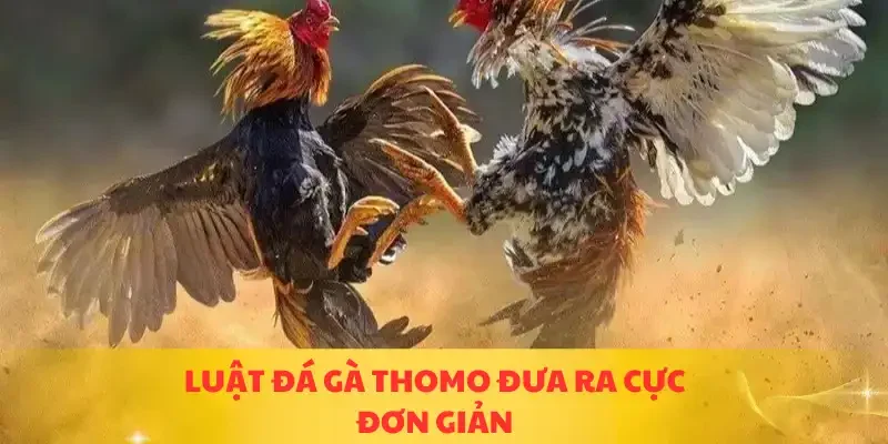Luật đá gà Thomo đưa ra cực đơn giản