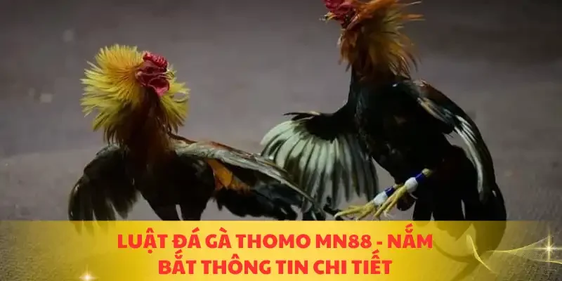 luật đá gà Thomo